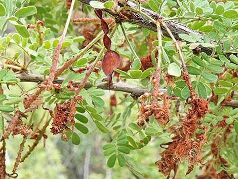 Catclaw Acacia (Acacia greggii)