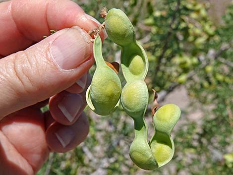 Catclaw Acacia (Acacia greggii)