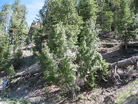 Rocky Mountain Maple (Acer glabrum var. diffusum)