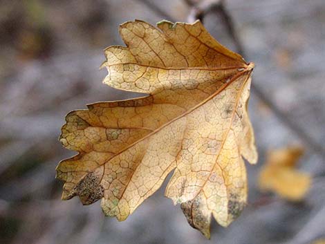 Rocky Mountain Maple (Acer glabrum var. diffusum)