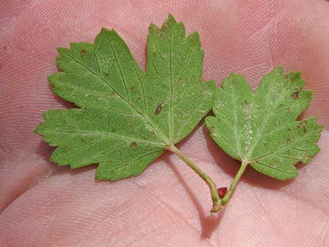 Rocky Mountain Maple (Acer glabrum var. diffusum)