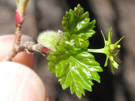 Rocky Mountain Maple (Acer glabrum var. diffusum)