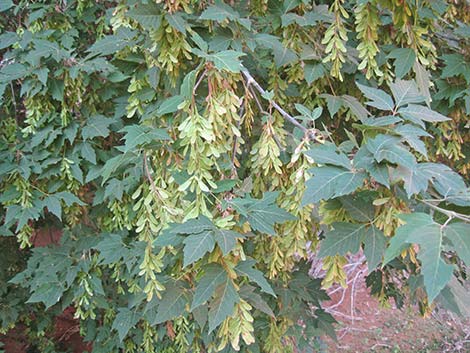 Boxelder (Acer negundo)