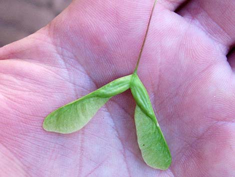 Boxelder (Acer negundo)