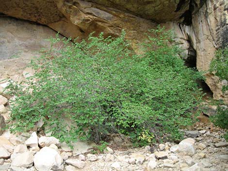 Netleaf Hackbury (Celtis reticulata)