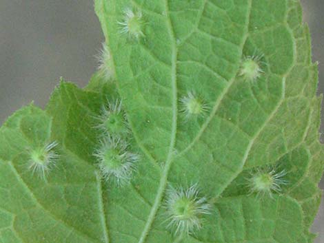 Netleaf Hackbury (Celtis reticulata)