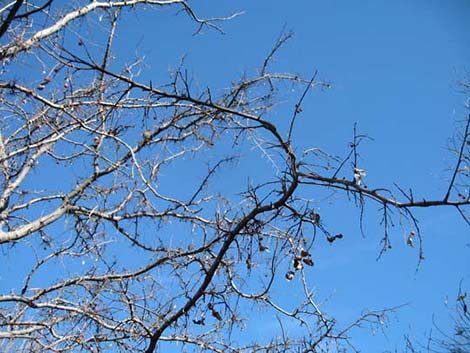 Netleaf Hackbury (Celtis reticulata)