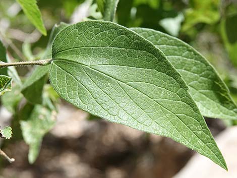 Netleaf Hackbury (Celtis reticulata)