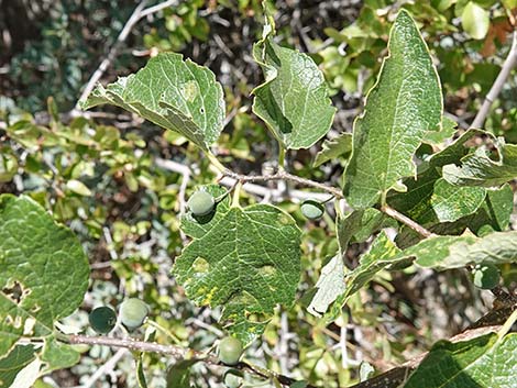 Netleaf Hackbury (Celtis reticulata)