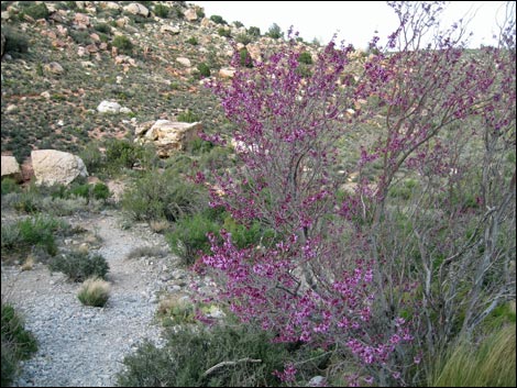 California Redbud (Cercis orbiculata)