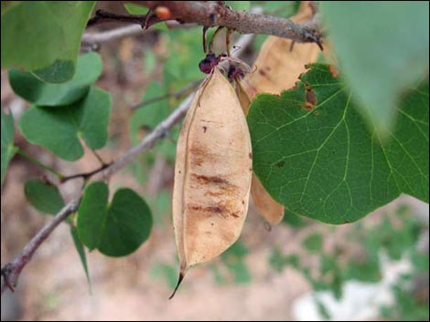 California Redbud (Cercis orbiculata)