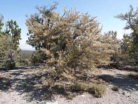 Curl-leaf Mountain Mahogany (Cercocarpus ledifolius)