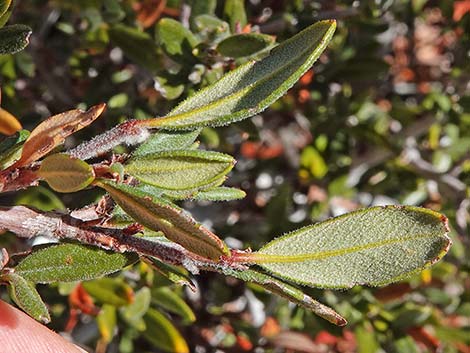 Curl-leaf Mountain Mahogany (Cercocarpus ledifolius)