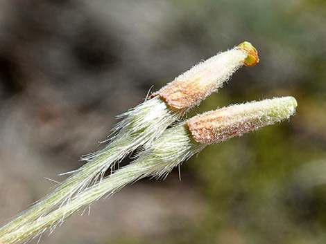 Curl-leaf Mountain Mahogany (Cercocarpus ledifolius)