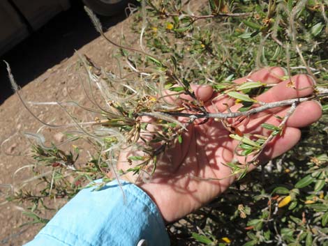 Curl-leaf Mountain Mahogany (Cercocarpus ledifolius)