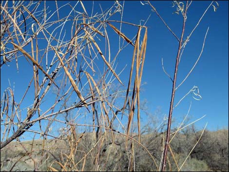 Desert Willow (Chilopsis linearis)