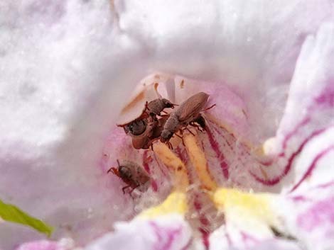 Desert Willow (Chilopsis linearis)