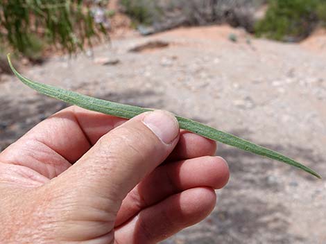 Desert Willow (Chilopsis linearis)