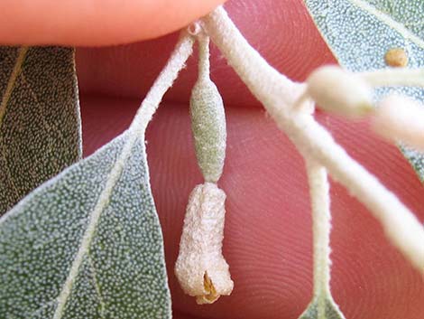 Russian Olive (Elaeagnus angustifolia)