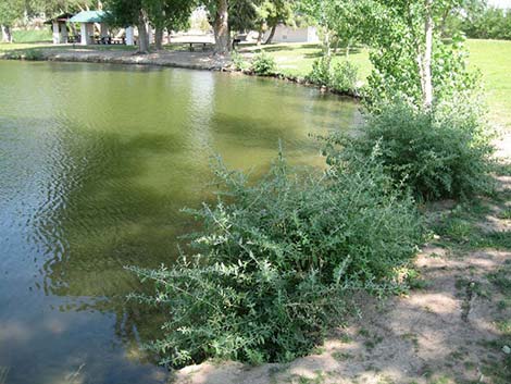 Russian Olive (Elaeagnus angustifolia)