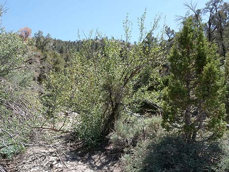 Singleleaf Ash (Fraxinus anomala)