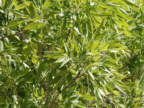 Velvet Ash (Fraxinus velutina)