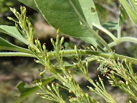 Velvet Ash (Fraxinus velutina)