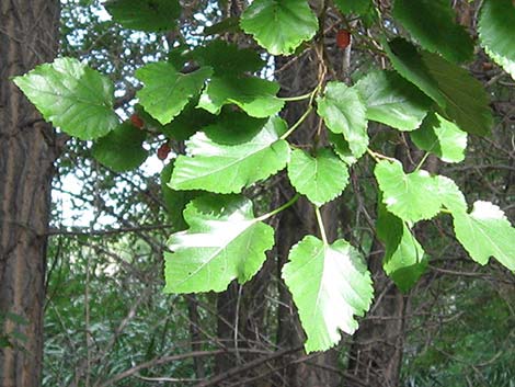 White Mulberry (Morus alba)