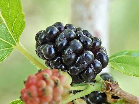 White Mulberry (Morus alba)