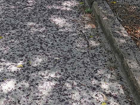 White Mulberry (Morus alba)