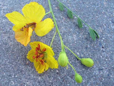 Foothill Paloverde (Cercidium microphyllum)