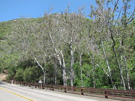 California Sycamore (Platanus racemosa)