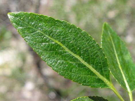 Narrowleaf Cottonwood (Populus angustifolia)