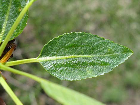 Narrowleaf Cottonwood (Populus angustifolia)