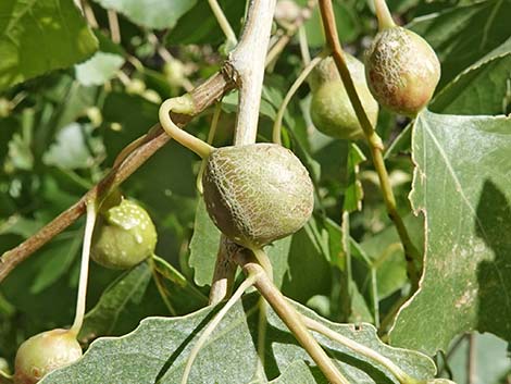 Fremont's Cottonwood (Populus fremontii)