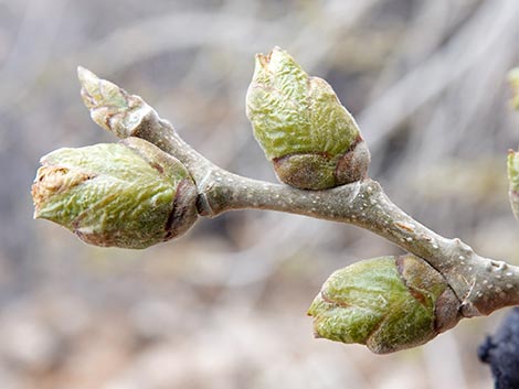 Fremont's Cottonwood (Populus fremontii)