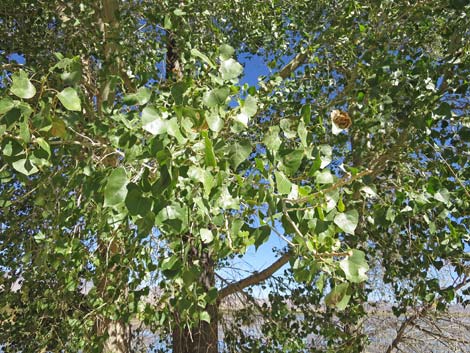 Fremont's Cottonwood (Populus fremontii)