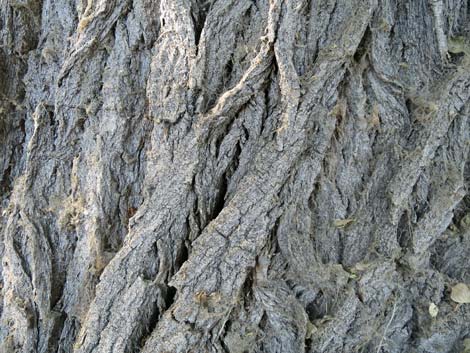 Fremont's Cottonwood (Populus fremontii)