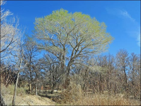 Fremont's Cottonwood (Populus fremontii)