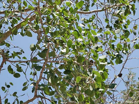 Quaking Aspen (Populus tremuloides)