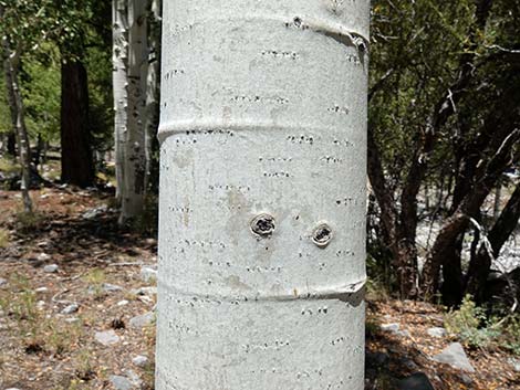 Quaking Aspen (Populus tremuloides)