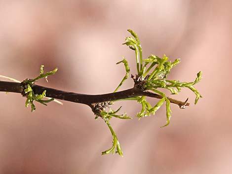 Honey Mesquite (Neltuma glandulosa)