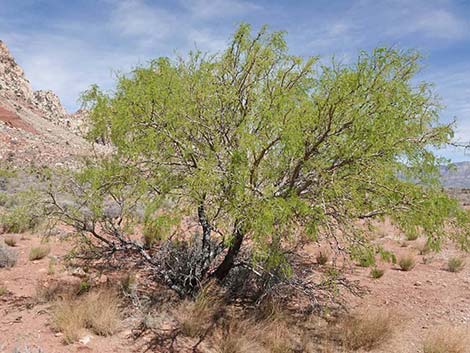 Honey Mesquite (Neltuma glandulosa)