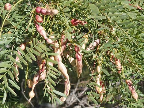 Honey Mesquite (Neltuma glandulosa)