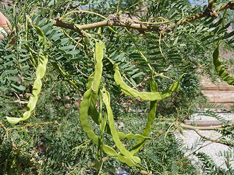 Honey Mesquite (Neltuma glandulosa)