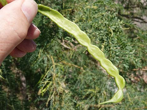 Honey Mesquite (Neltuma glandulosa)