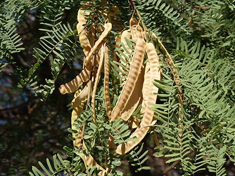 Honey Mesquite (Neltuma glandulosa)