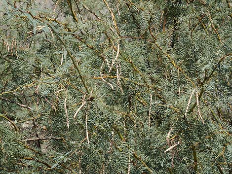 Honey Mesquite (Neltuma glandulosa)