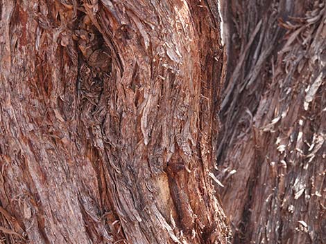 Screwbean Mesquite (Prosopis pubescens)