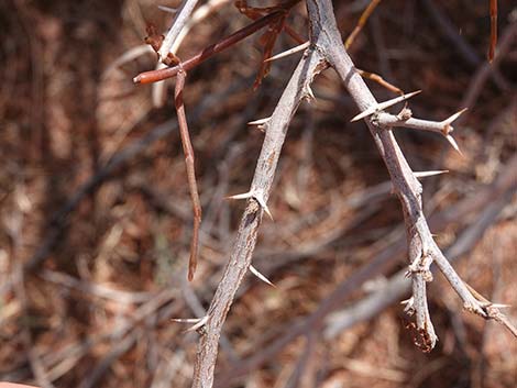 Screwbean Mesquite (Prosopis pubescens)